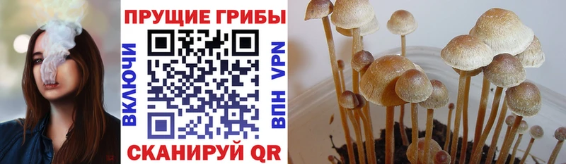Псилоцибиновые грибы MAGIC MUSHROOMS  закладка  kraken ССЫЛКА  Закаменск 